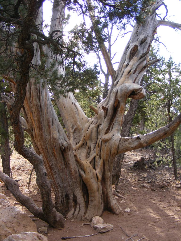 Foto de Tusayan (Grand Canyon) (Arizona), Estados Unidos