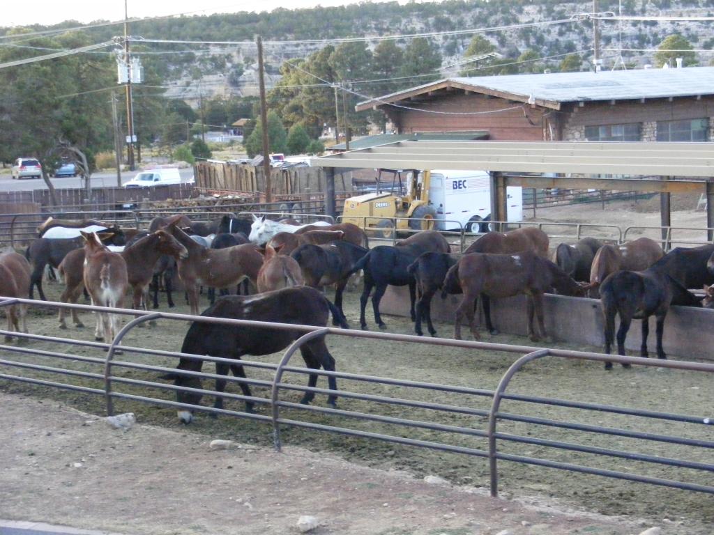 Foto de Tusayan (Grand Canyon) (Arizona), Estados Unidos