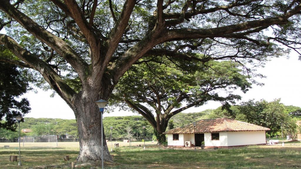 Foto de Palmira (Valle del Cauca), Colombia