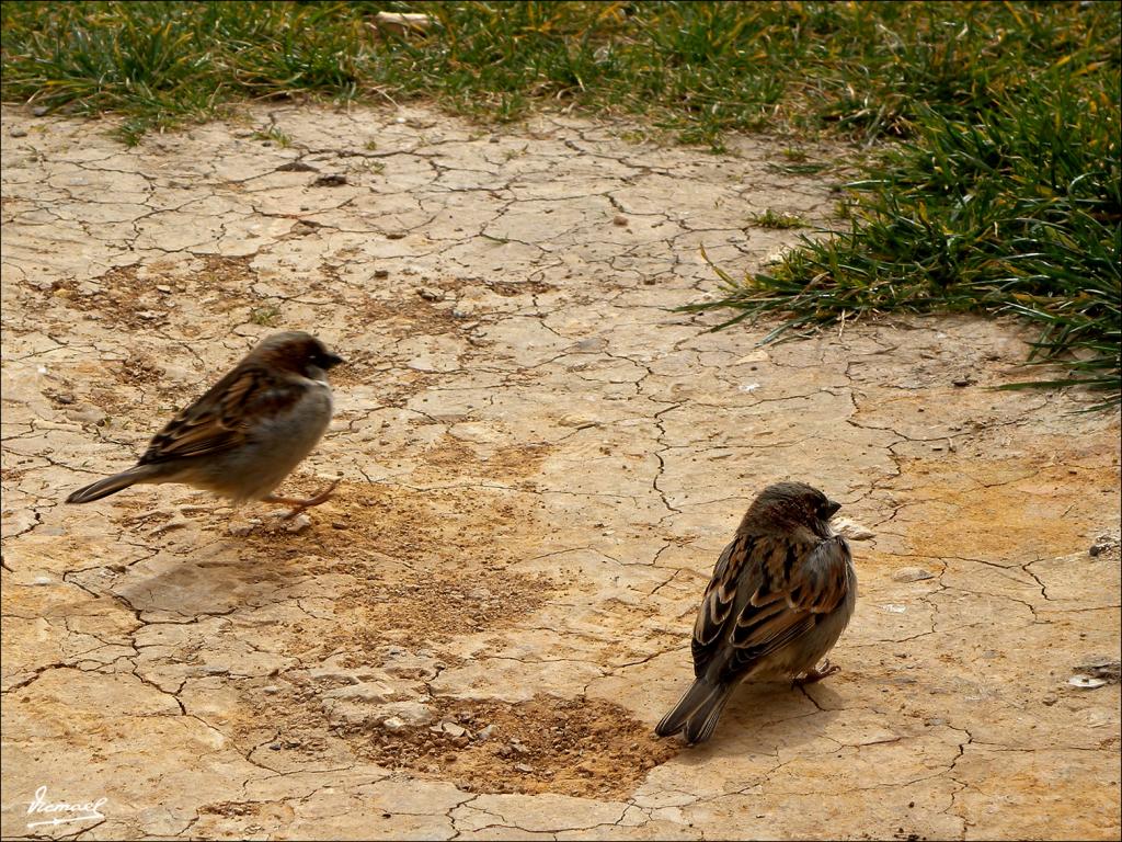Foto de Benavente (Zamora), España