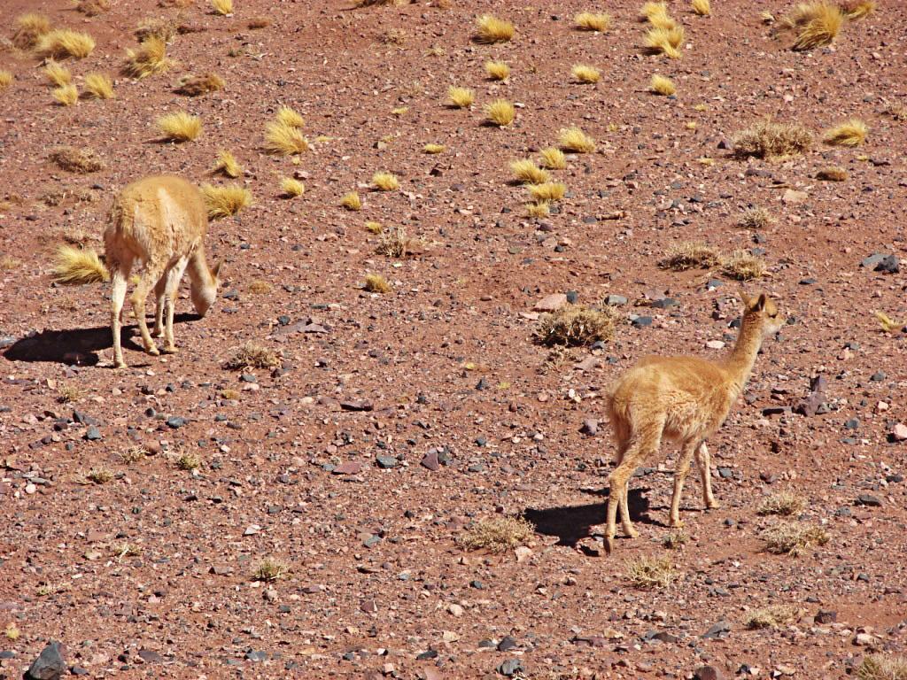 Foto de Jagüe, Argentina