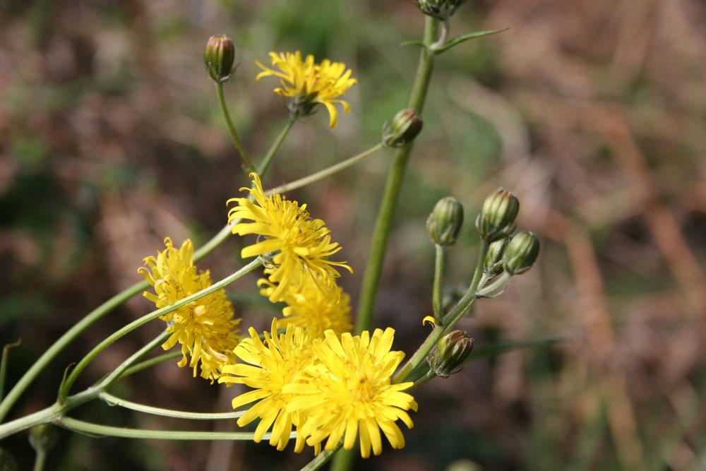 Foto de Oviedo (Asturias), España