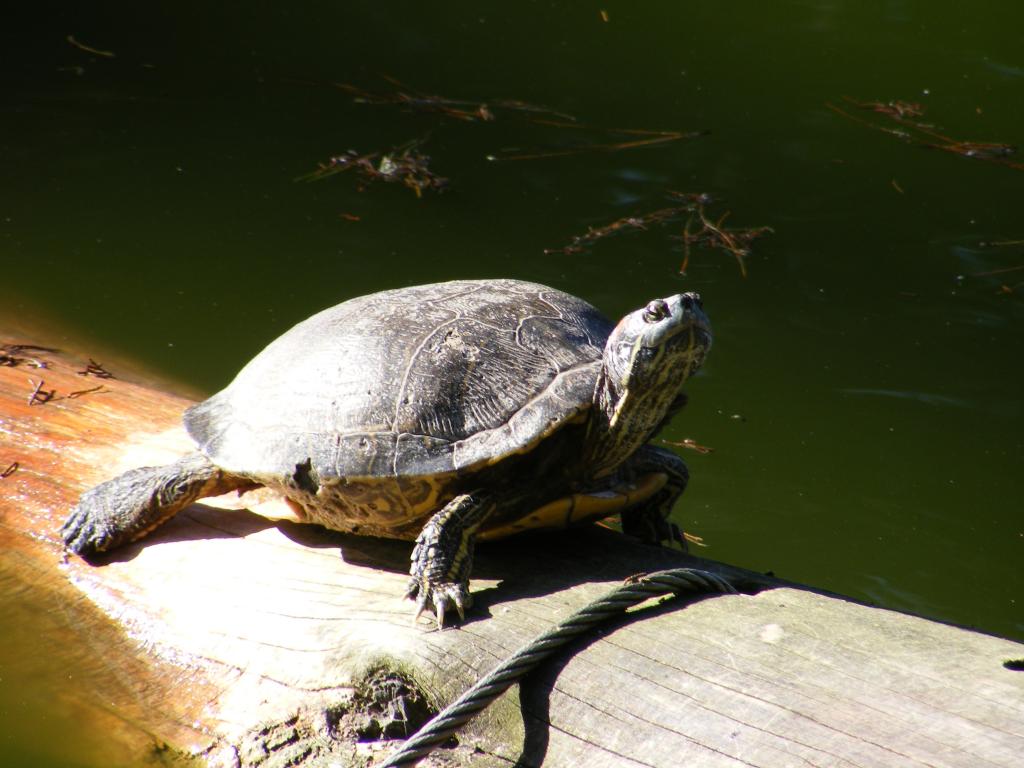 Foto de San Francisco (California), Estados Unidos