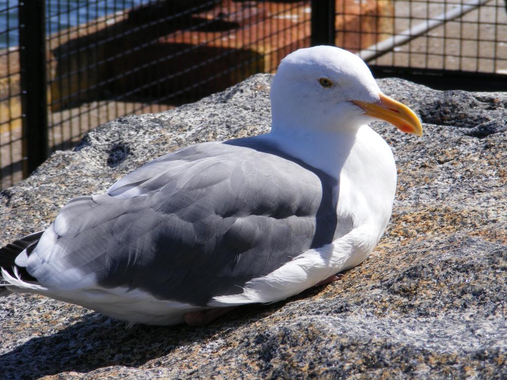 Foto de San Francisco (California), Estados Unidos