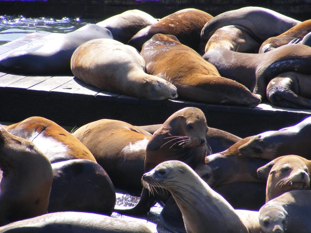 Foto de San Francisco (California), Estados Unidos