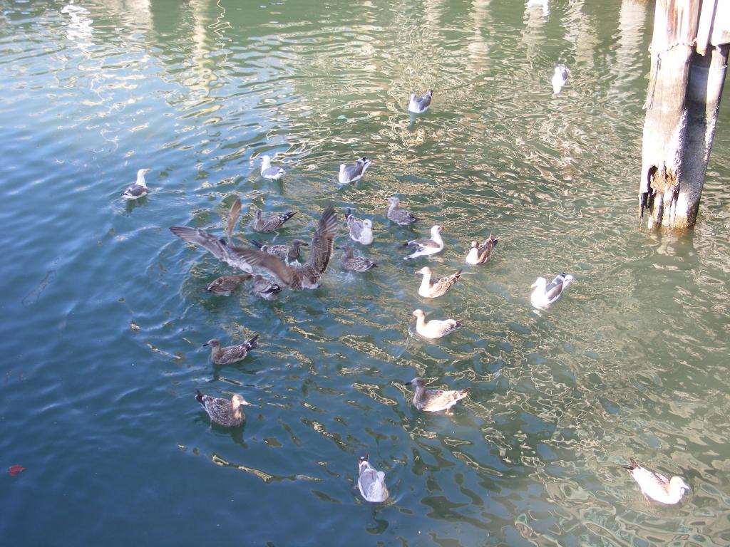 Foto de San Francisco (California), Estados Unidos