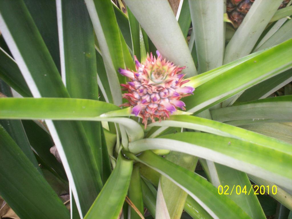 Foto de Upala, Costa Rica