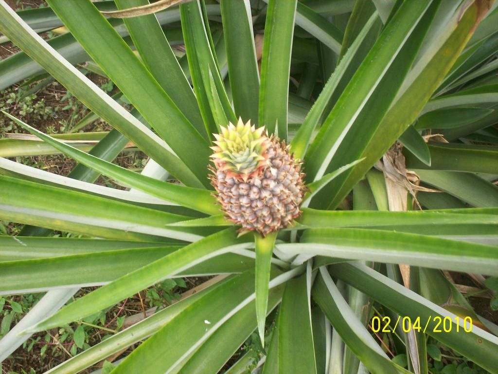 Foto de Upala, Costa Rica