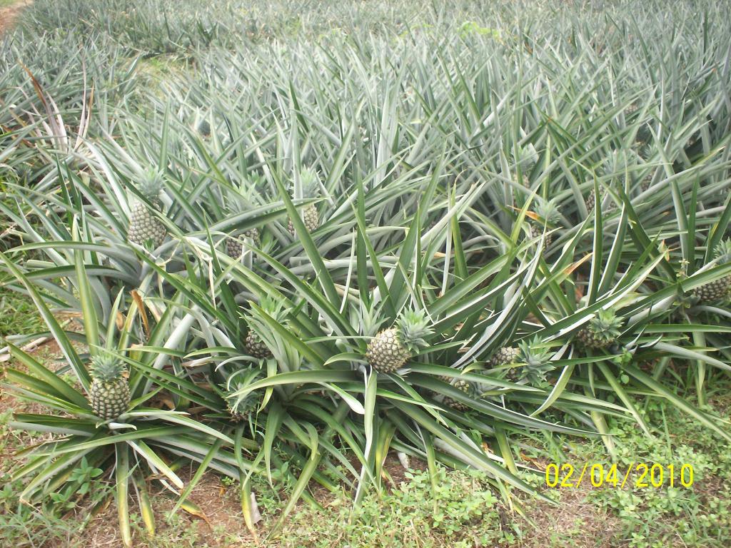 Foto de Upala, Costa Rica