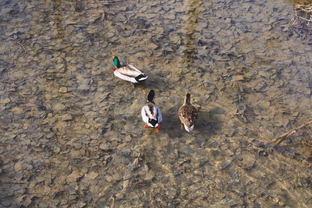 Foto de Villarroya de los Pinares (Teruel), España
