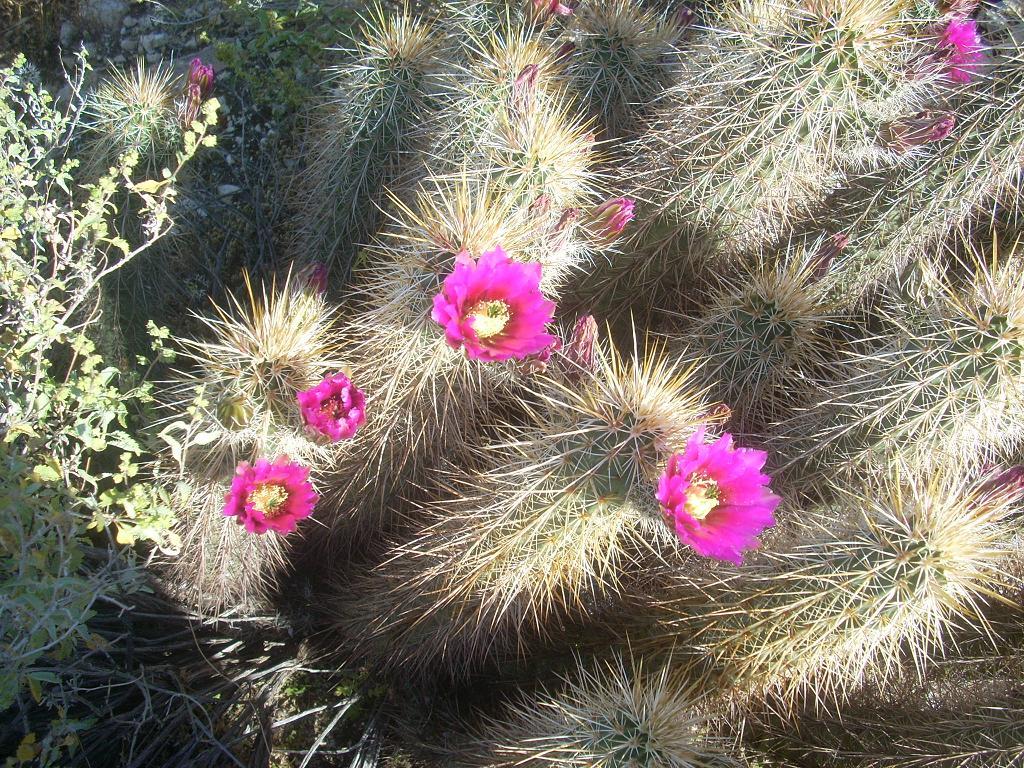 Foto de Phoenix (Arizona) (Arizona), Estados Unidos