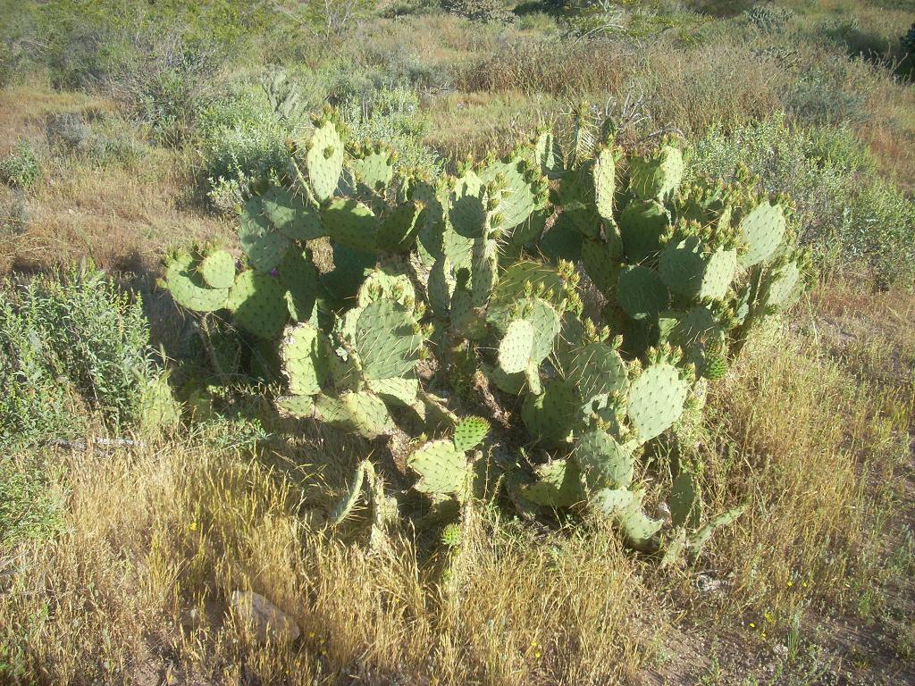 Foto de Phoenix (Arizona) (Arizona), Estados Unidos