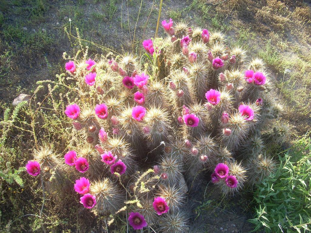 Foto de Phoenix (Arizona) (Arizona), Estados Unidos