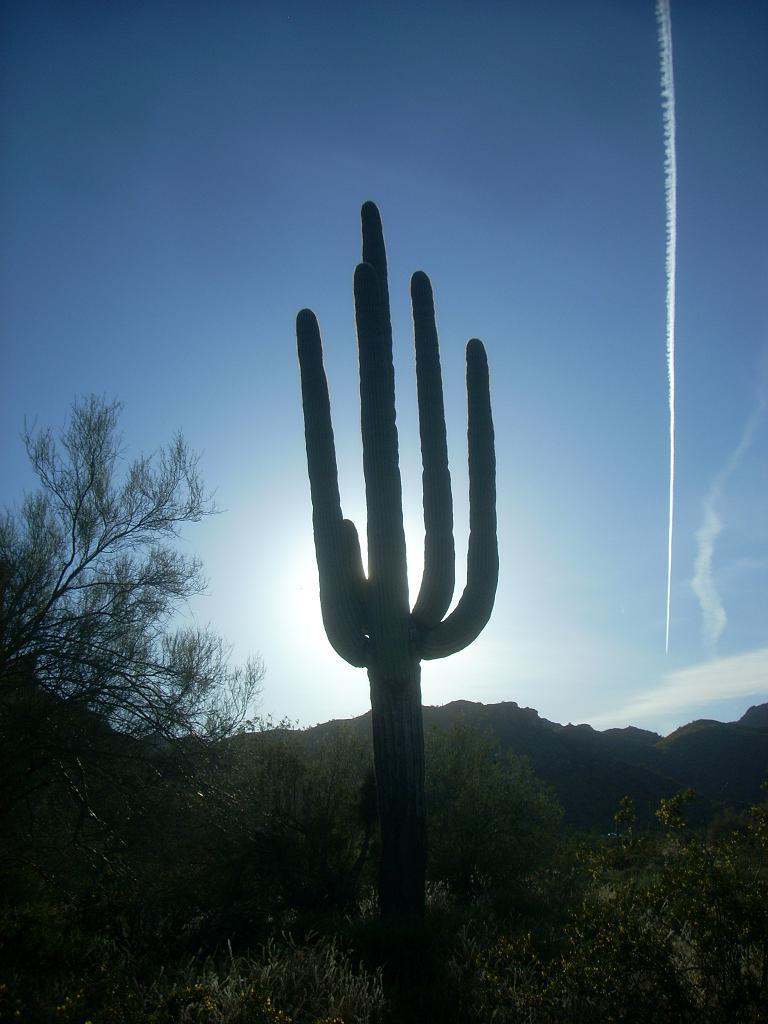 Foto de Phoenix (Arizona) (Arizona), Estados Unidos