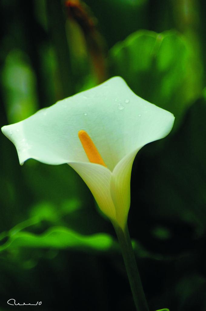 Foto de Valencia (València), España