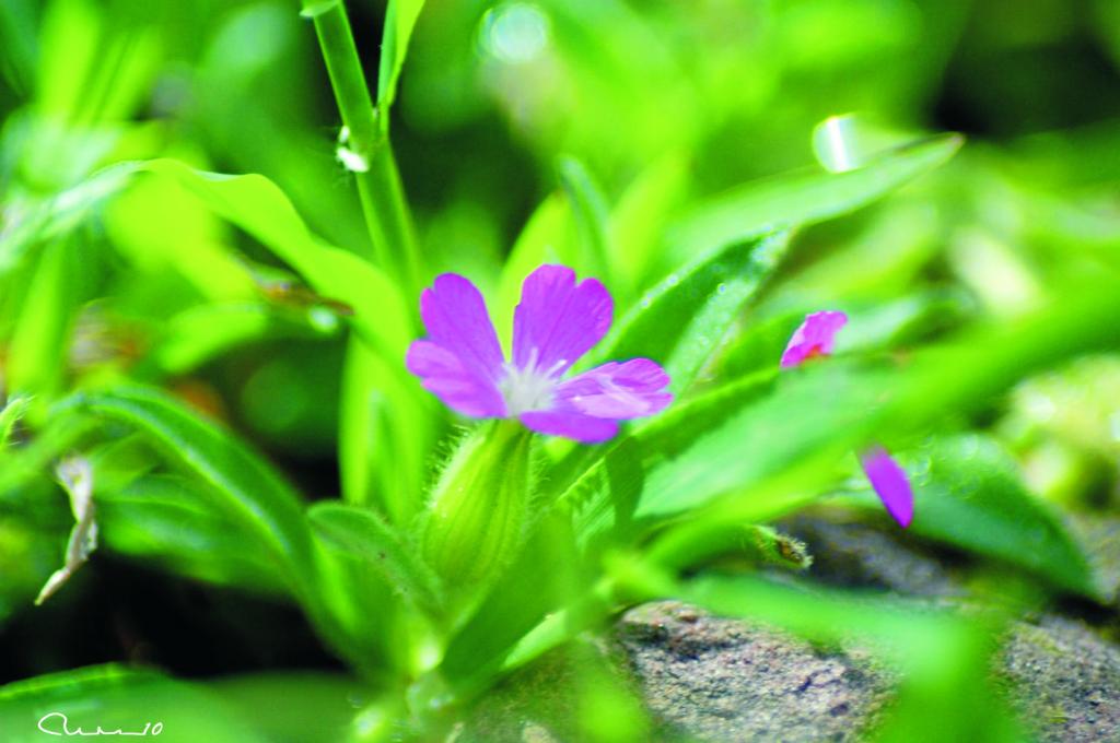 Foto de Valencia (València), España