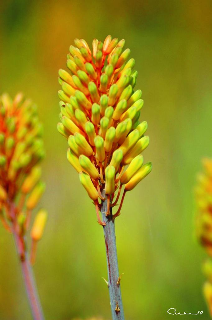 Foto de Valencia (València), España