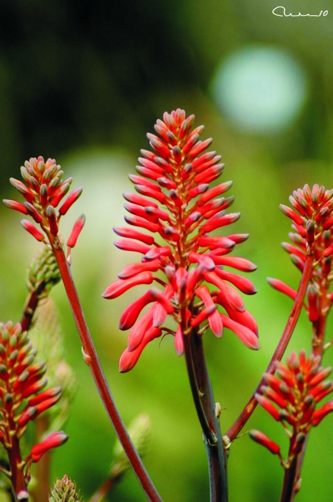 Foto de Valencia (València), España