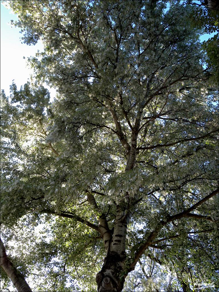 Foto de Zaragoza (Aragón), España