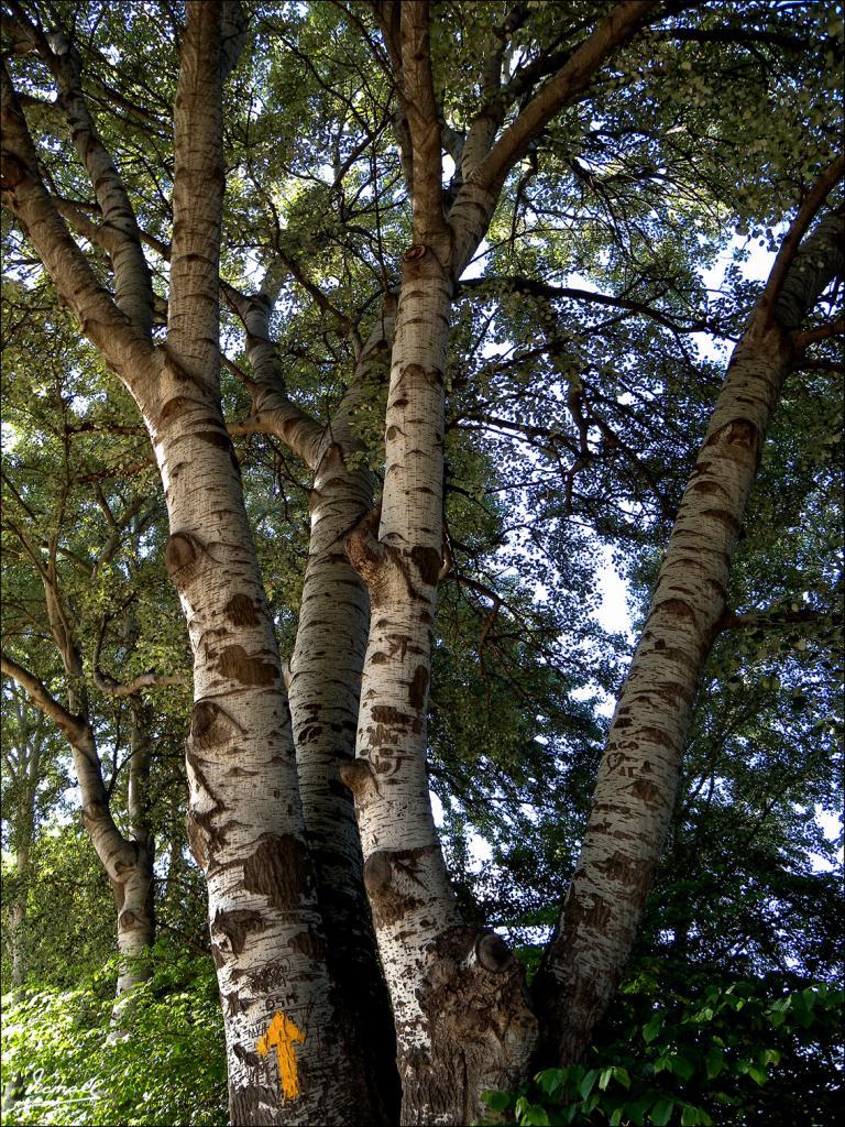 Foto de Zaragoza (Aragón), España
