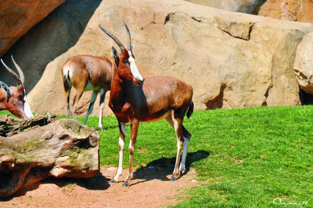 Foto de Valencia (València), España