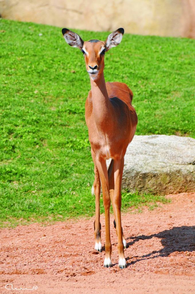 Foto de Valencia (València), España