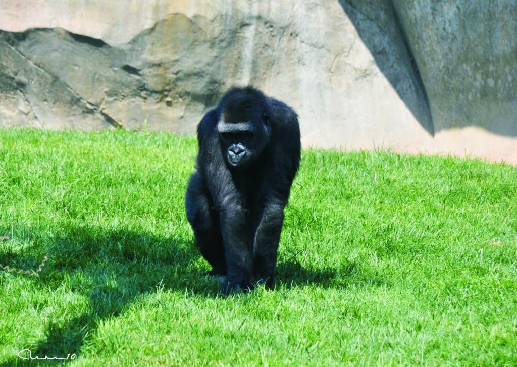 Foto de Valencia (València), España