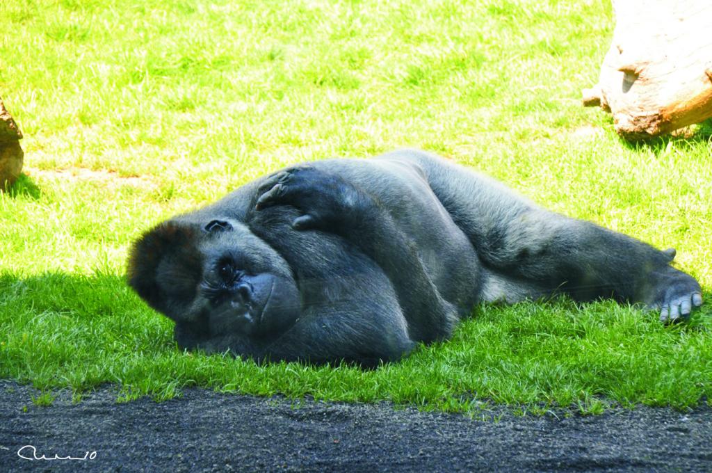 Foto de Valencia (València), España