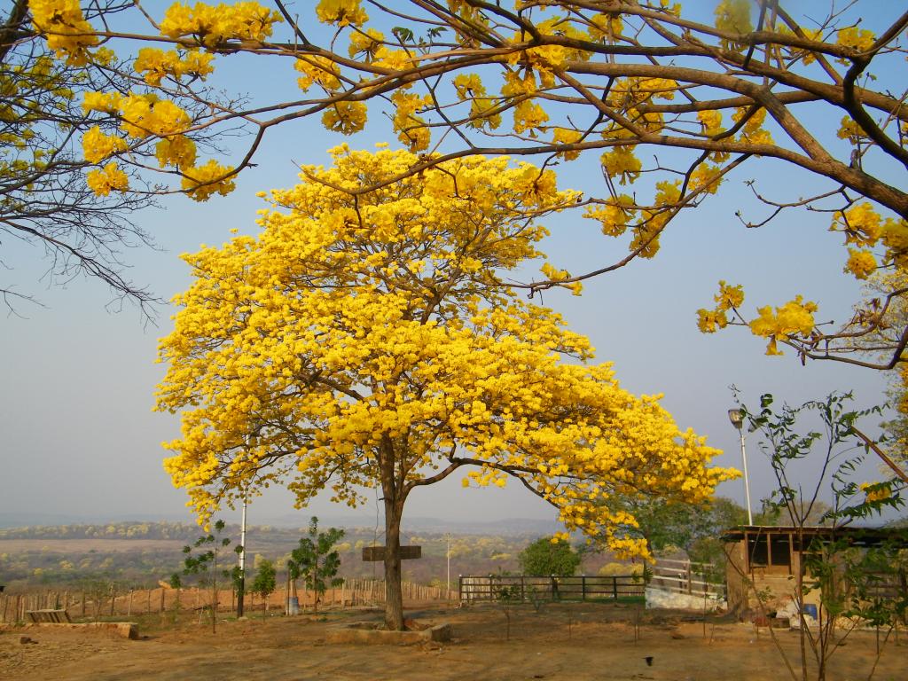 Foto de Guarico, Venezuela