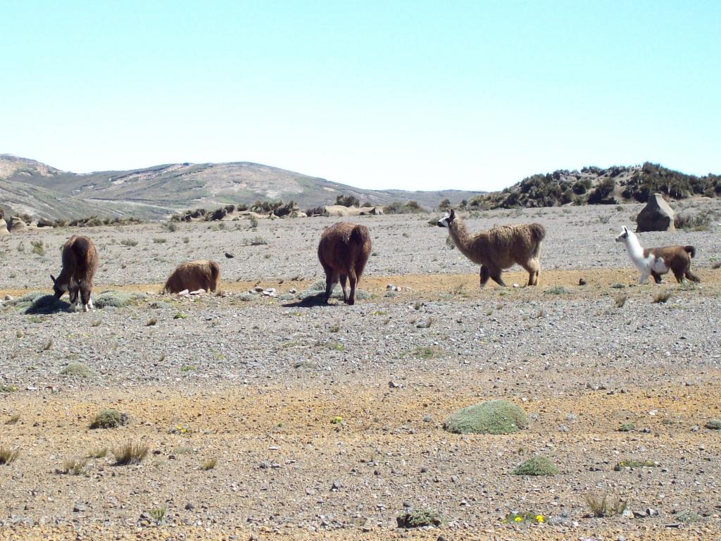 Foto de Chimborazo (El Arenal), Ecuador