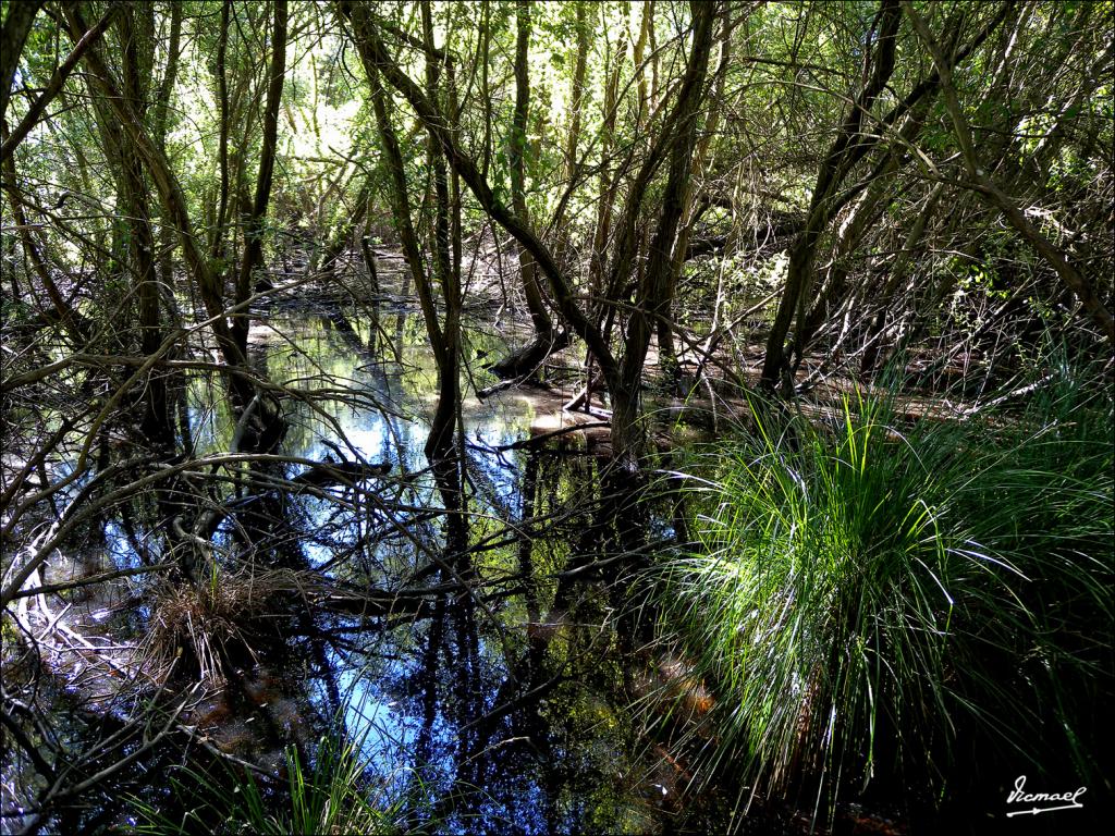 Foto de Almonte (Huelva), España
