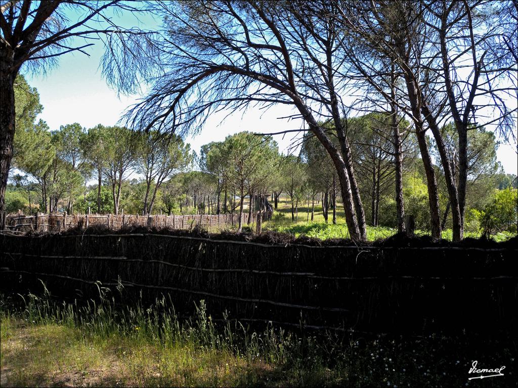 Foto de Almonte (Huelva), España