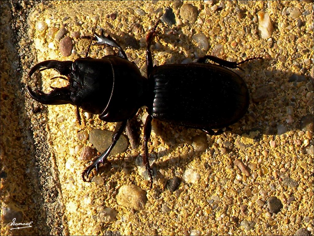 Foto de Islantilla (Huelva), España