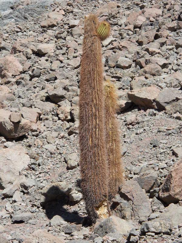 Foto de San Pedro de Atacama, Chile