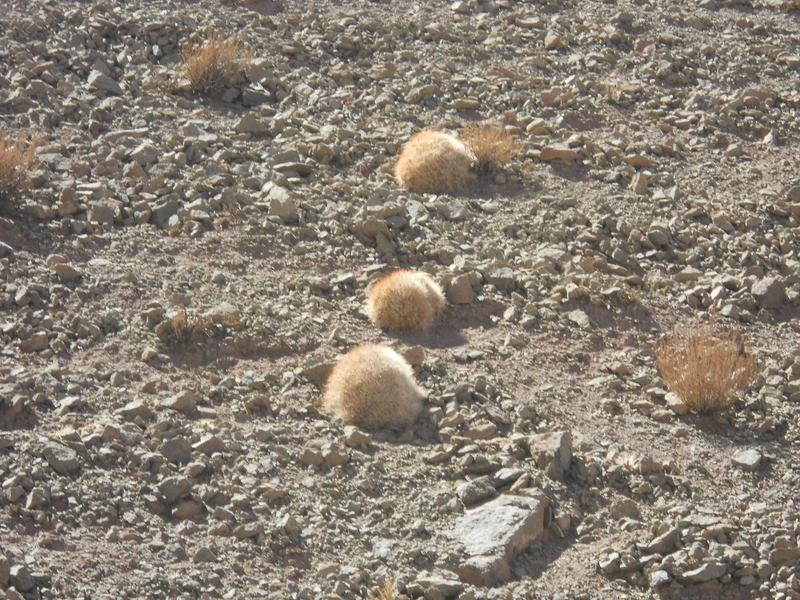 Foto de San Pedro de Atacama, Chile