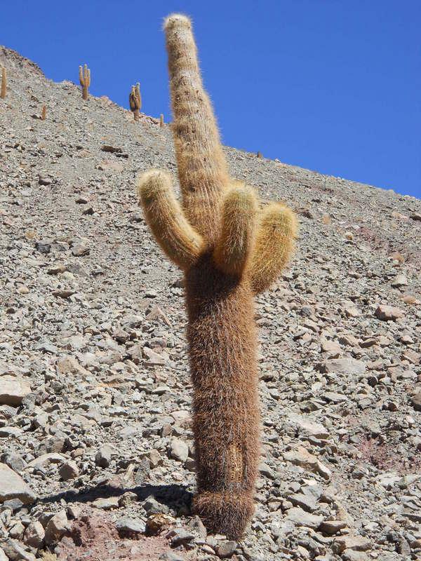 Foto de San Pedro de Atacama, Chile