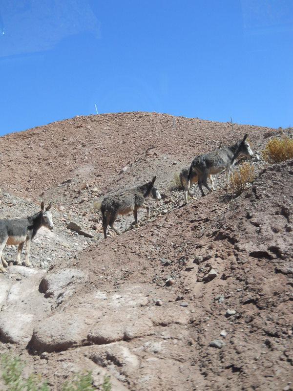 Foto de San Pedro de Atacama, Chile