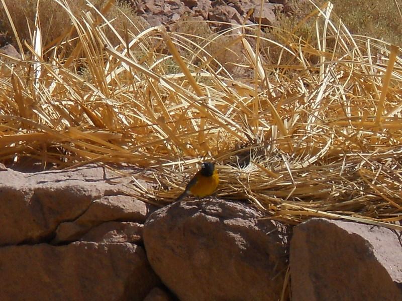 Foto de San Pedro de Atacama, Chile