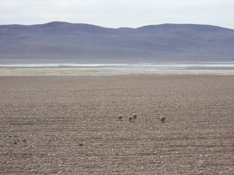 Foto de San Pedro de Atacama, Chile