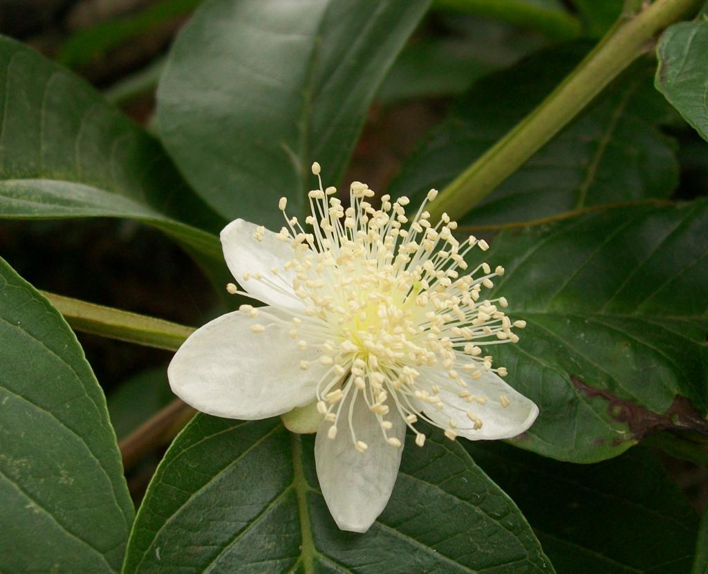 Foto de Pirané (Formosa), Argentina