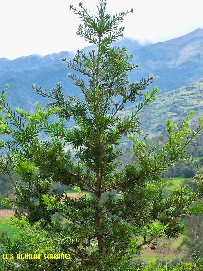 Foto de Abancay, Perú