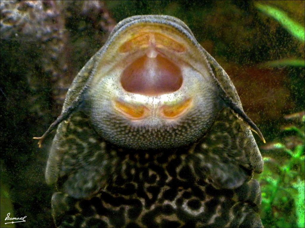 Foto de Calatayud (Zaragoza), España