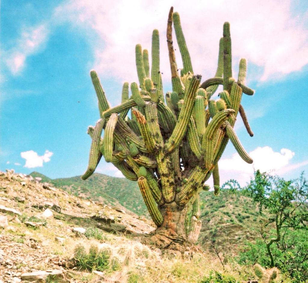 Foto de Chuquiago, Bolivia