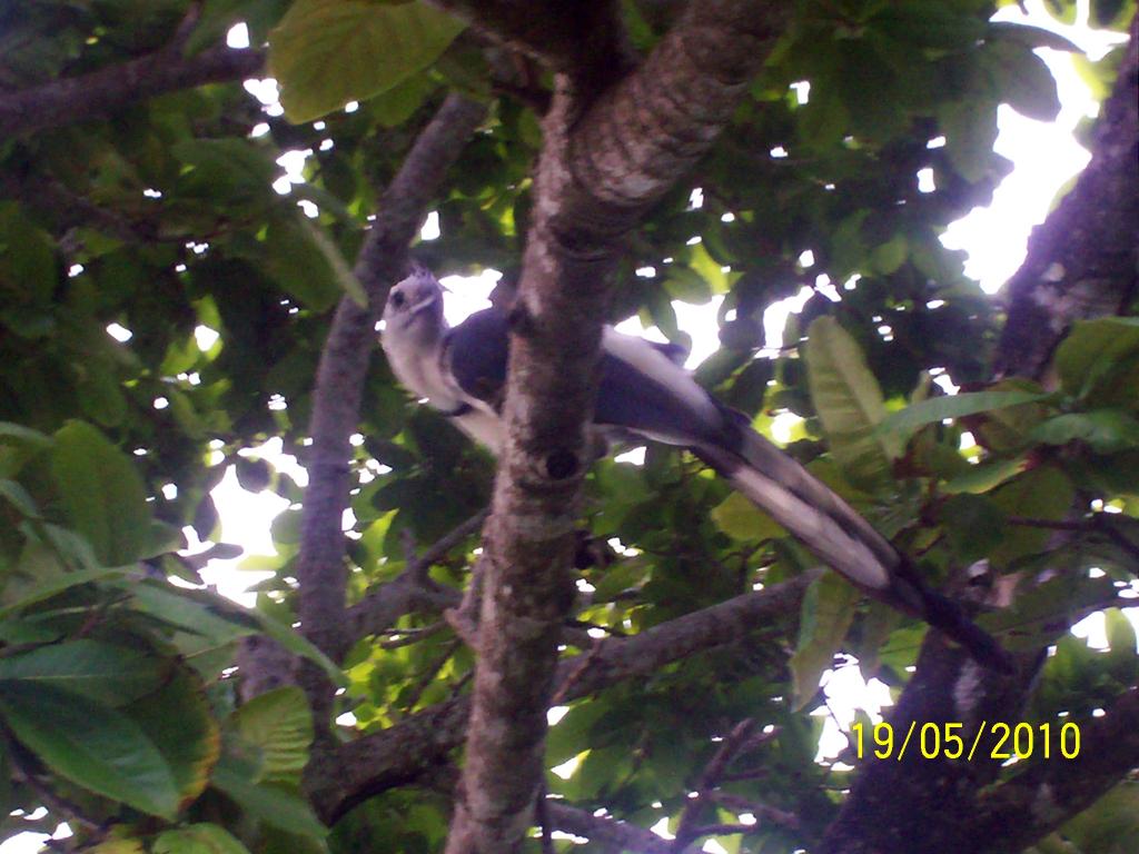 Foto de Motezuma (Puntarenas), Costa Rica