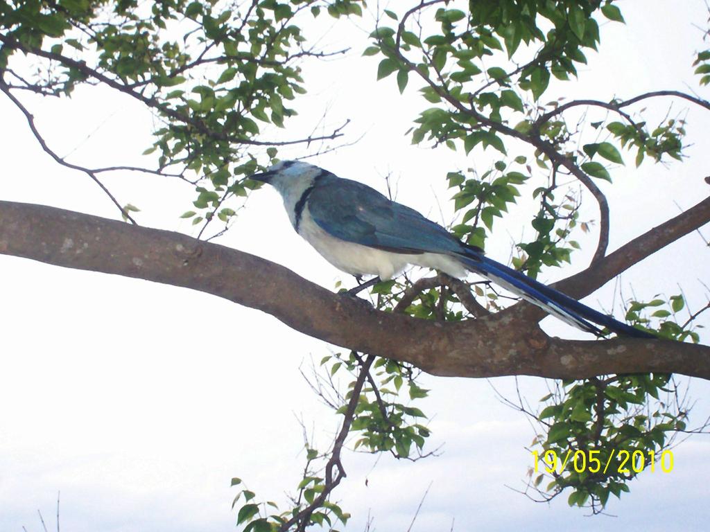 Foto de Motezuma (Puntarenas), Costa Rica