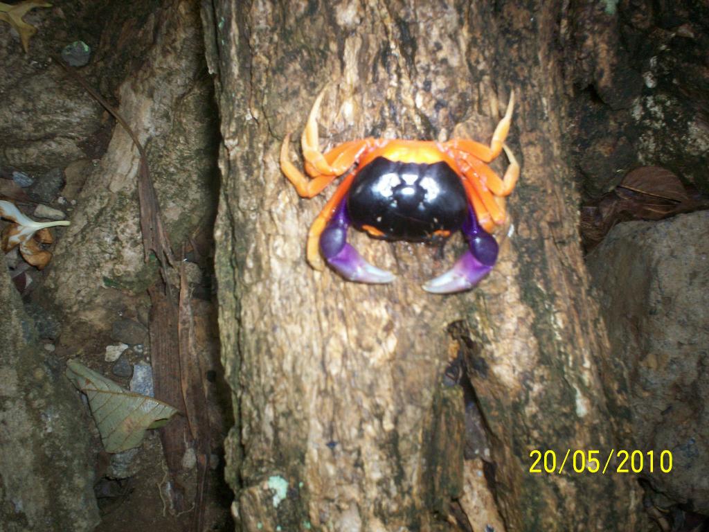 Foto de Motezuma (Puntarenas), Costa Rica