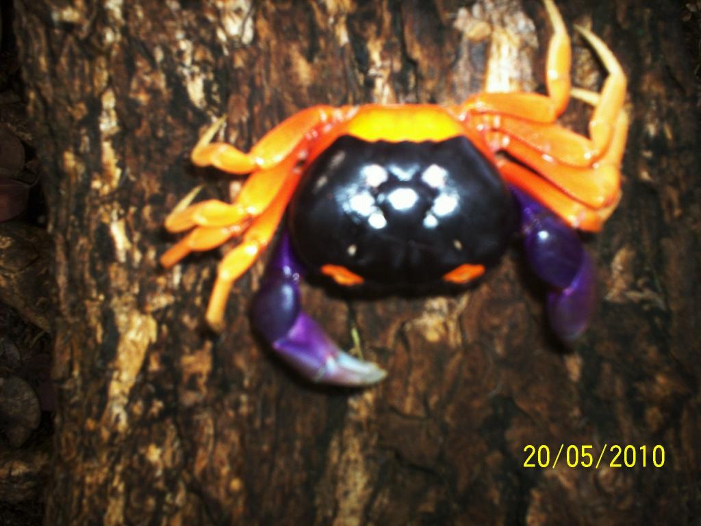 Foto de Motezuma (Puntarenas), Costa Rica