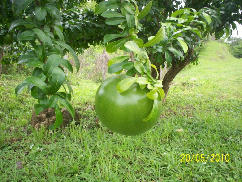 Foto de Motezuma (Puntarenas), Costa Rica