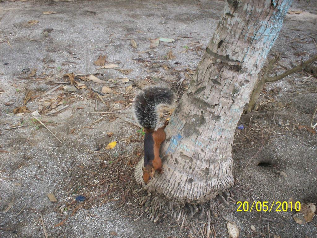 Foto: ARDILLAS - Motezuma (Puntarenas), Costa Rica