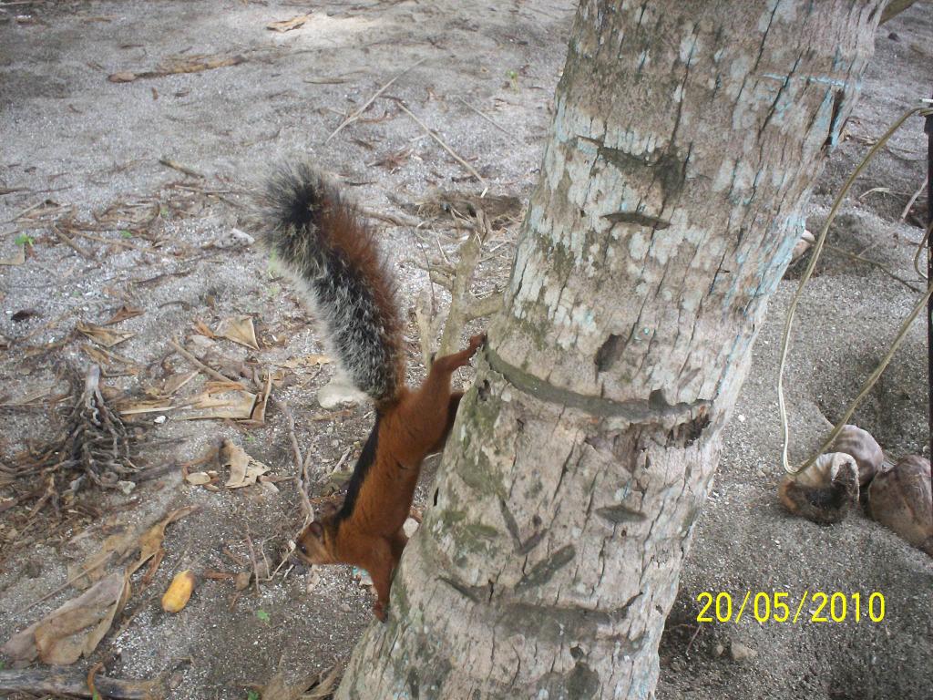 Foto de Motezuma (Puntarenas), Costa Rica